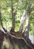 Leimern 3 (rongé), 40x56, aquarelle - Leimern