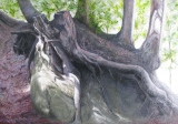 Leimern, racines, huile, 100x70 - Leimern
