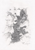 Mutigny 10, 21x29, crayon (vendu) - Vendanges en Champagne, dessins