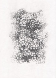 Mutigny 11, 21x29, crayon - Vendanges en Champagne, dessins