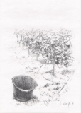 Mutigny 4, 21x29, crayon (vendu) - Vendanges en Champagne, dessins
