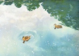 Canard 4 (rongé), 45x32, aquarelle - Aquarelles diverses